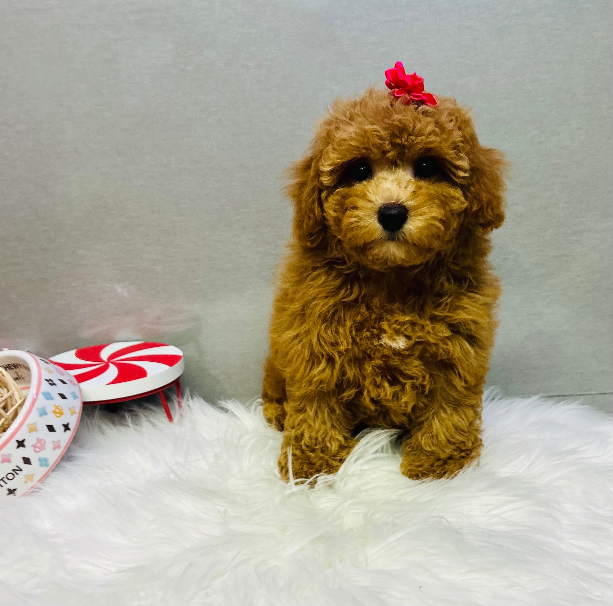 Mini Puddle Roux Mini Poodle Mix