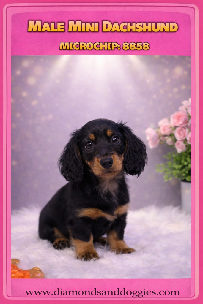 Diamonds & Doggies - Photo 6