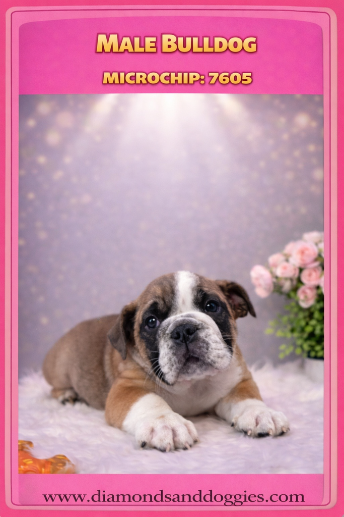 Diamonds and Doggies - Photo 6