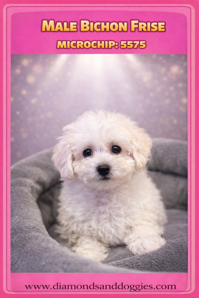 Diamonds & Doggies - Photo 4